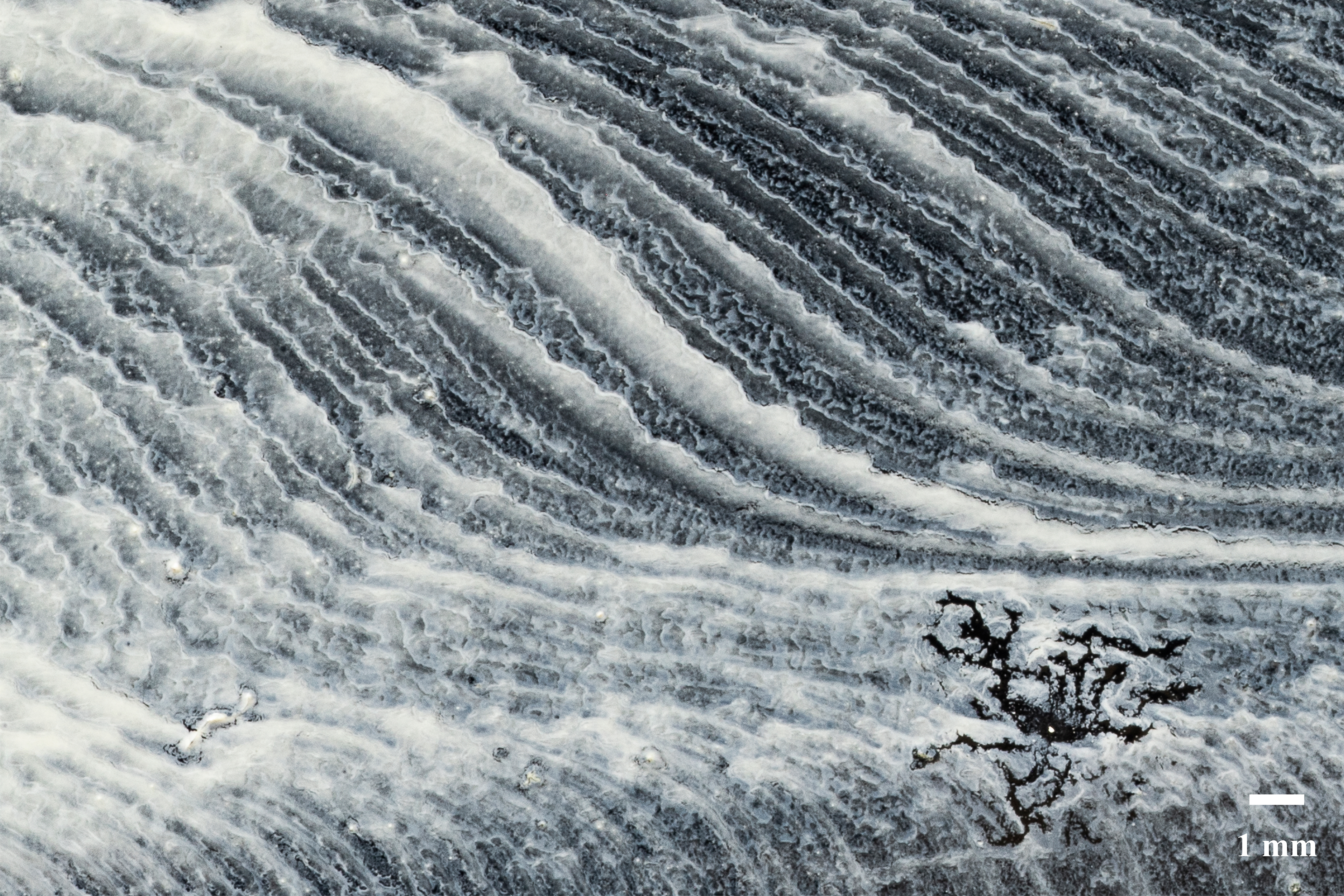 Streamlines on a wind-swept surface are visualised with an oil-flow mixture comprising of titanium dioxide, paraffin, motor oil and oleic acid. The evaporation pattern in the lower-right corner of the image formed naturally one hour after the initial experiment.
